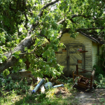 One of the trees affected by the microburst landed on top of Dzyndra’s shed. 