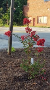 Several varieties of flowers were planted during the Cullen beautification.