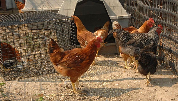 egg prices avian flu